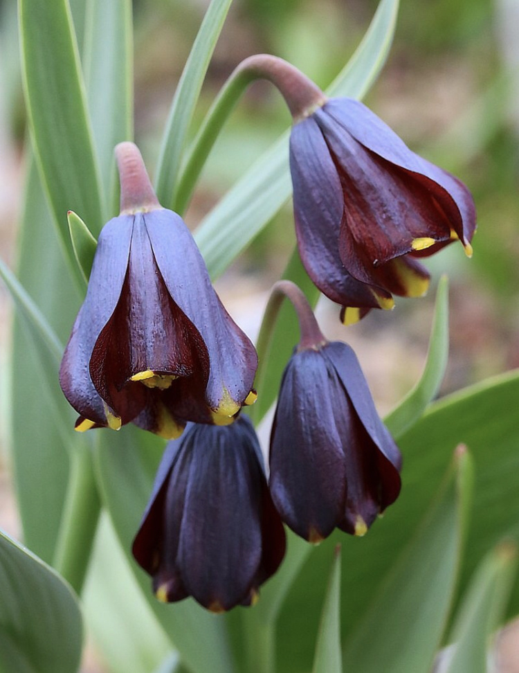 Fritillaria zagrica
