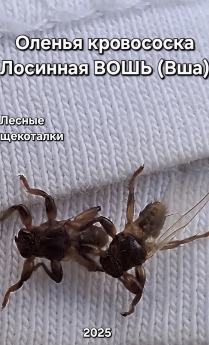 Фото автора: "Оленья кровсоска"