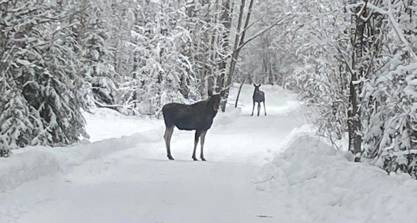    Фото Елены Кореневой