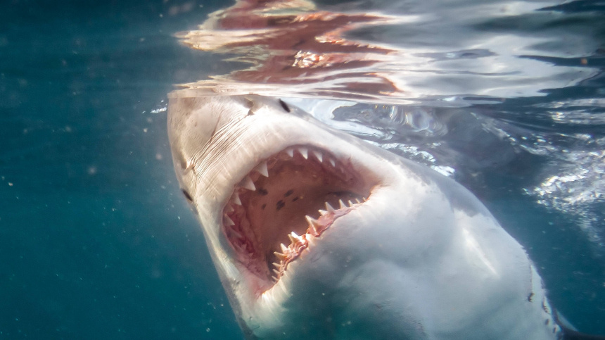    Фото: www.globallookpress.com/AGAMI/V. Legrand, via www.imago-