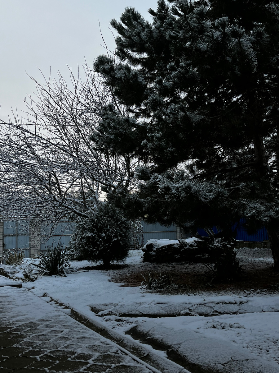 Фото автора. В этом году у нас на новый год снег!