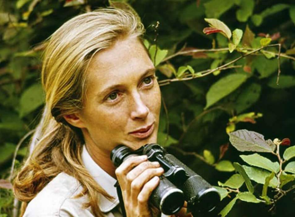 Фото: janegoodall.org