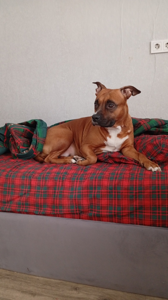 Адель ждёт новый год и следит за готовкой на кухне. 