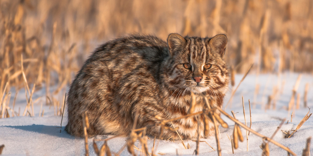 Как изменилась популяция амурских котов в России