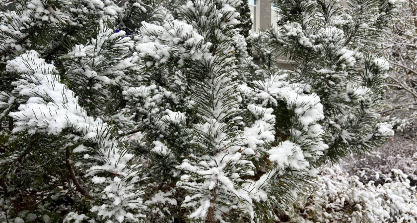    Первый городской канал Калининград