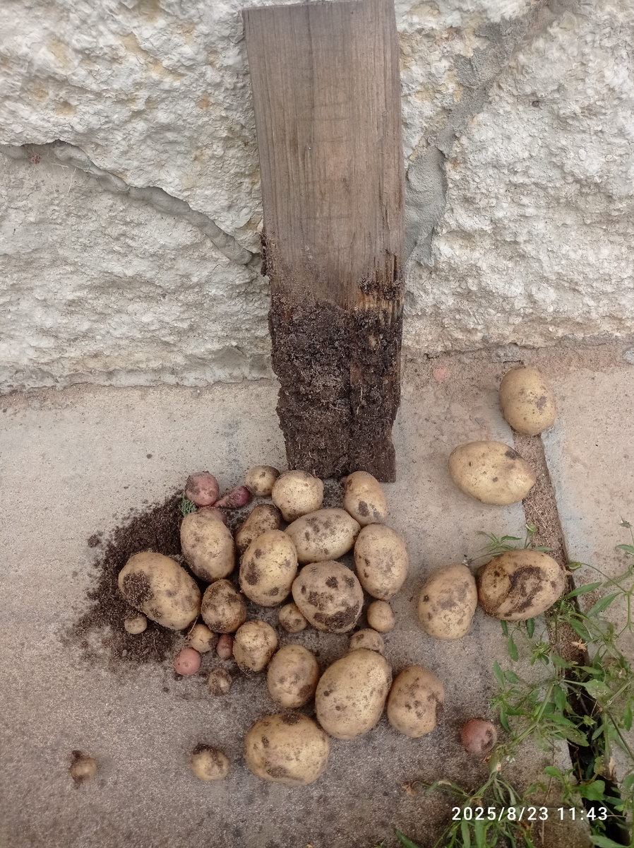 Крепыш. Было посажено 5 штук. Урожай - 2-3 картофелины ("съедобной" фракции) с 1 "семенной. Негусто. К разведению не принял. 