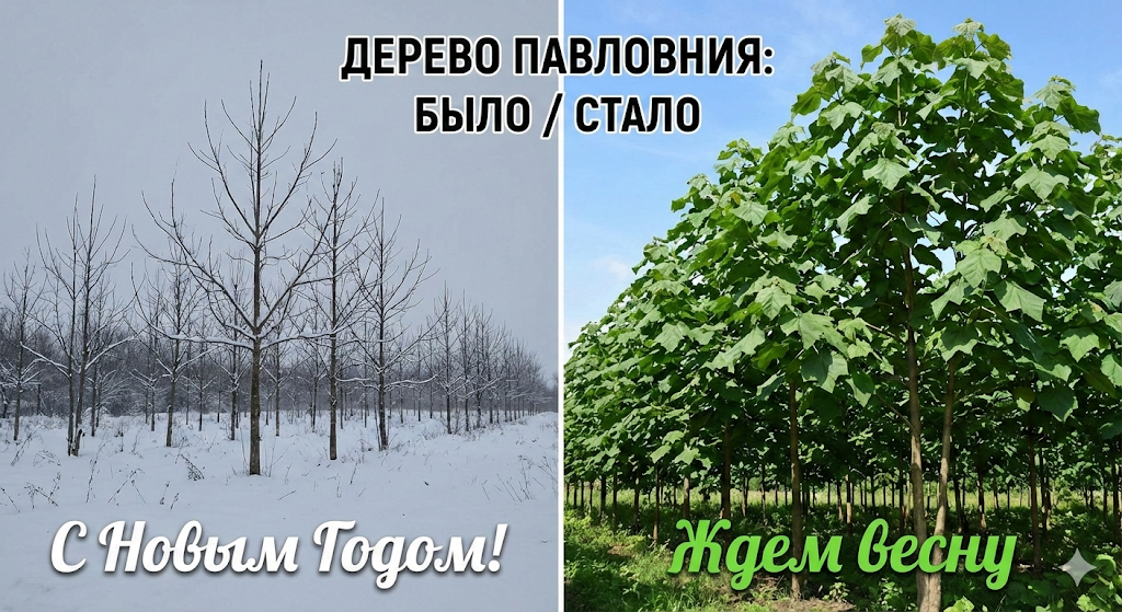                                                                 Дерево Павловния