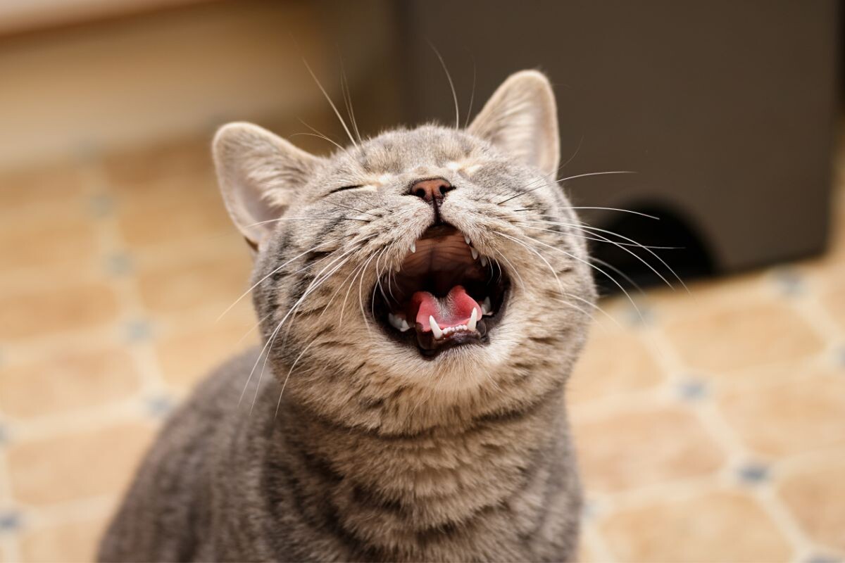 Кот мяукает 