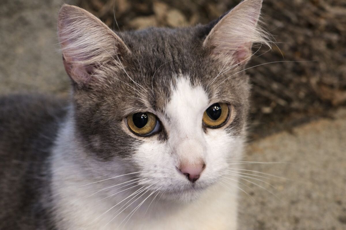 Жалобный взгляд котика 