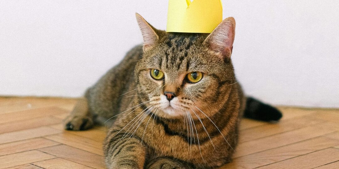 Кто здесь хозяин? 9 признаков, что кот переписал правила в доме