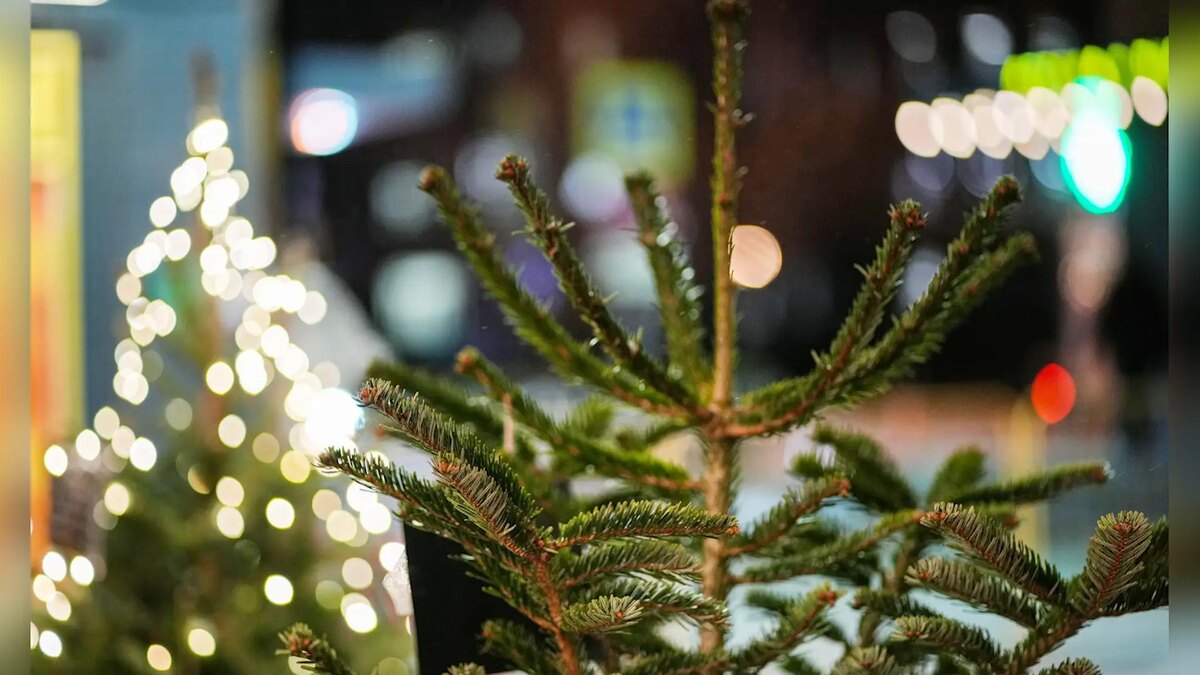    Фото: ИЗВЕСТИЯ/Сергей Лантюхов