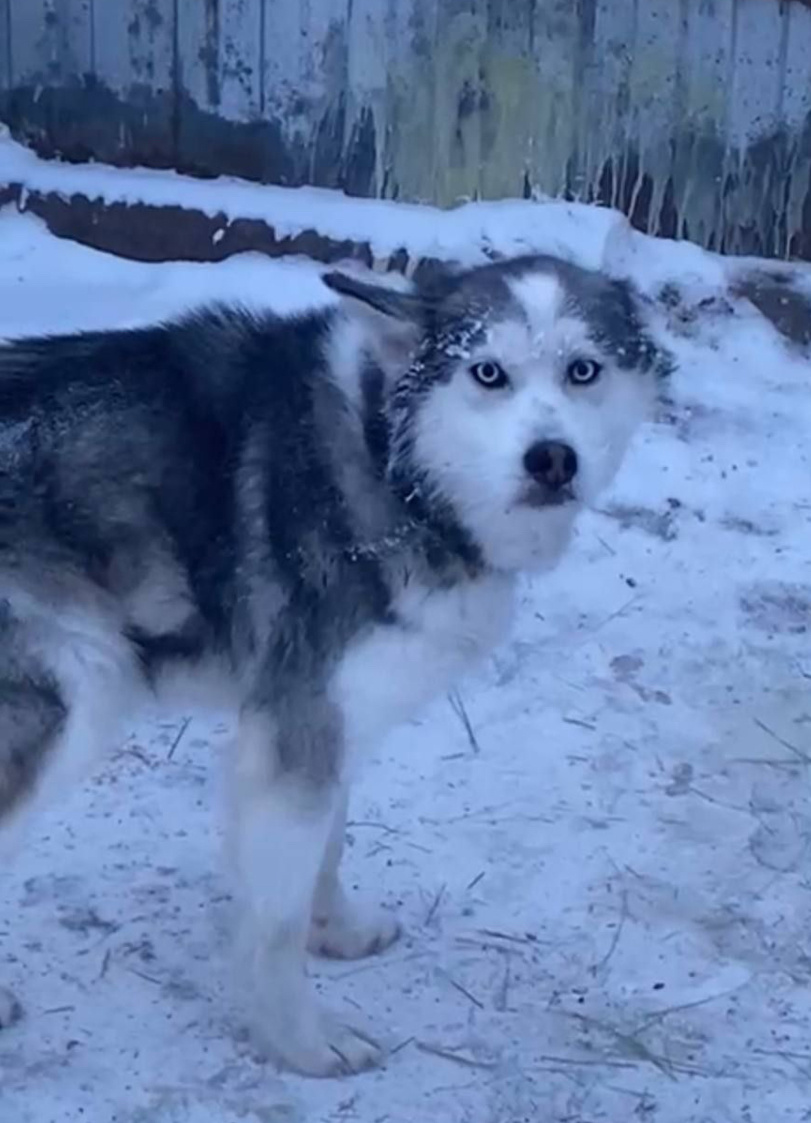 Хаски-трехлапка