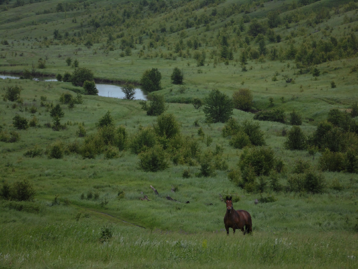 Ничего не осталось от речки Кисляй. Этот прудик искусственный, но наполняется он ручьем, который после снежных зим течет иногда по низине, напоминая о древней полноводной реке .