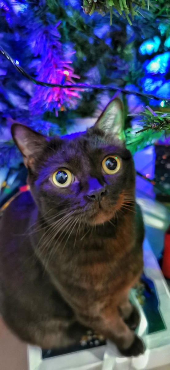 С новым годом❄️🎄