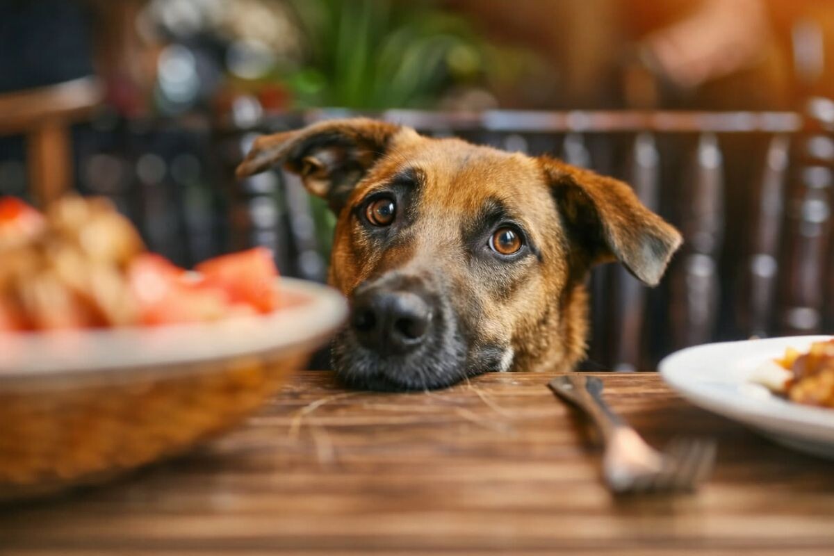 Пёс жалобно выпрашивает еду 