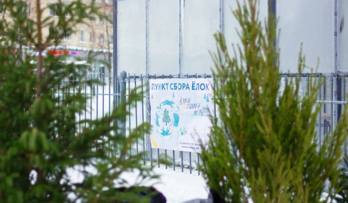     В Петербурге ставшие ненужными настоящие елки можно будет сдать на благое дело. Источник: rg.ru Автор фото: Пресс-служба Смольного