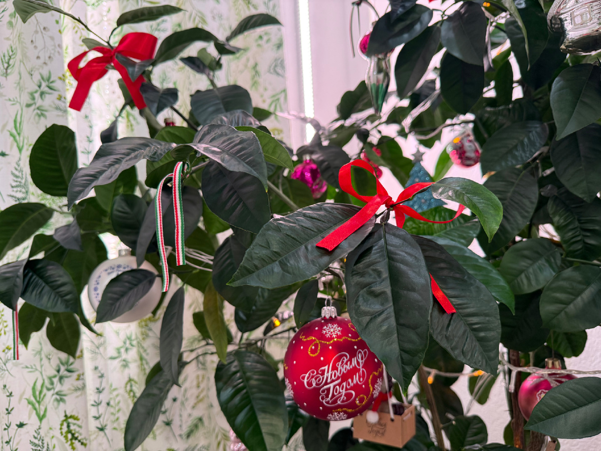 Наша ёлка 🎄 