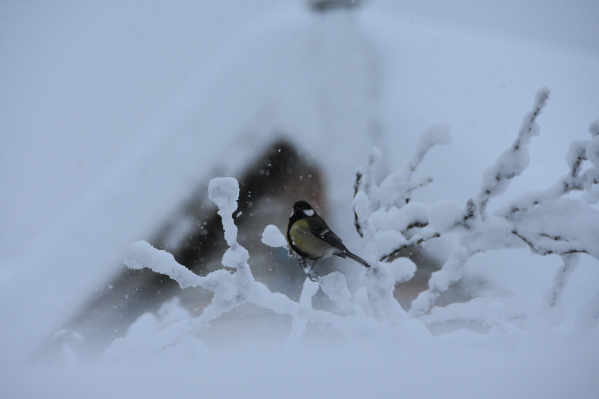 Фото автора, 31 декабря 2025 года