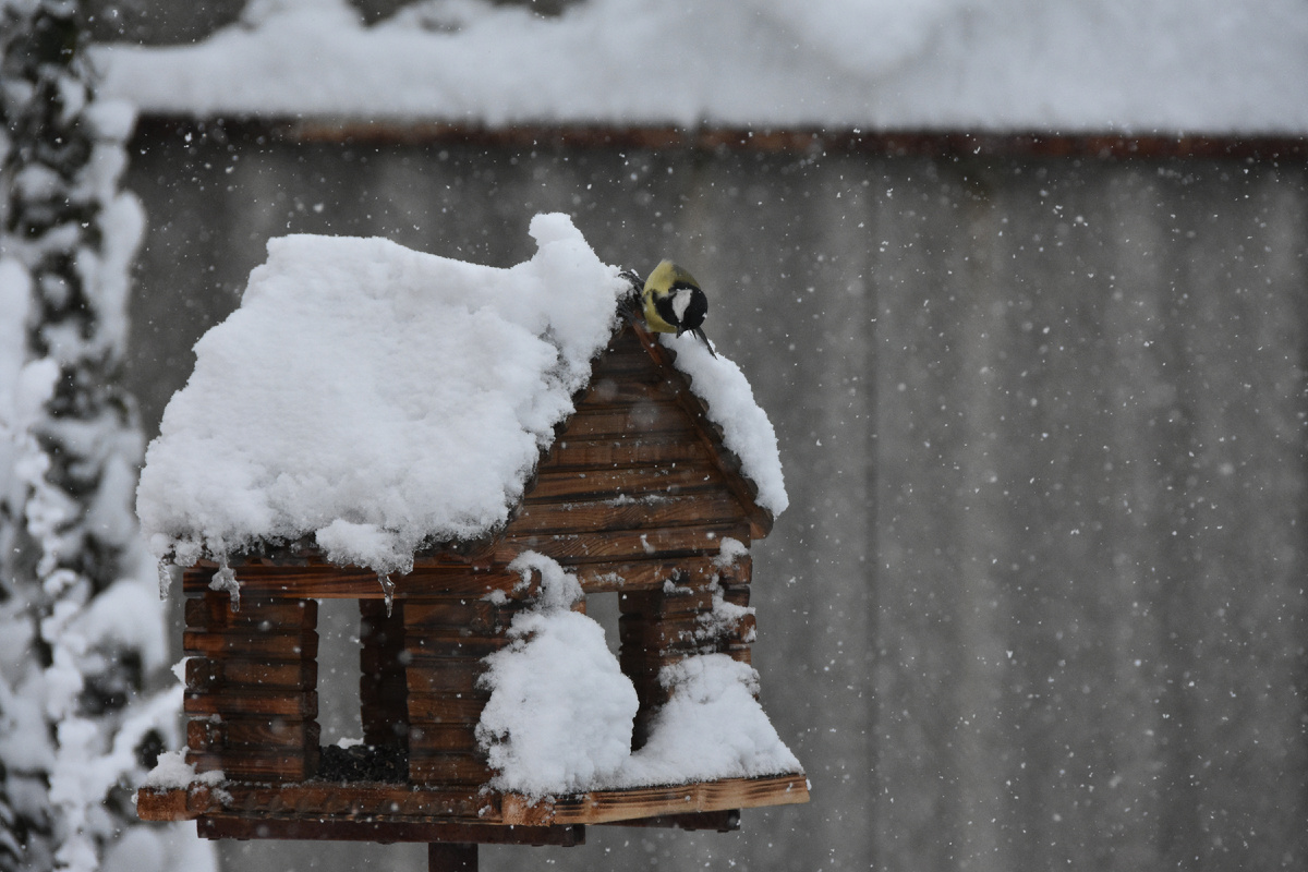 Фото автора, 31 декабря 2025 года