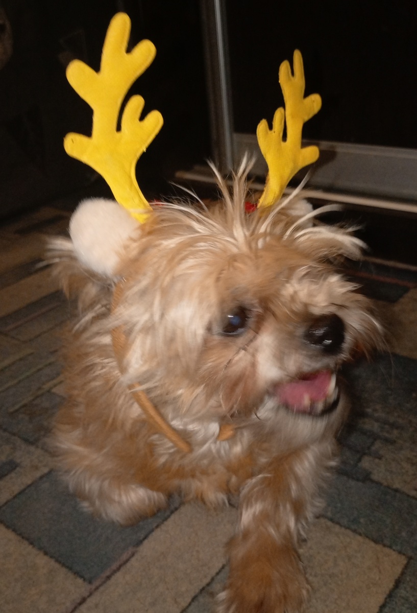 Фото из архива наших питомцев. Кира мама Маргоши.