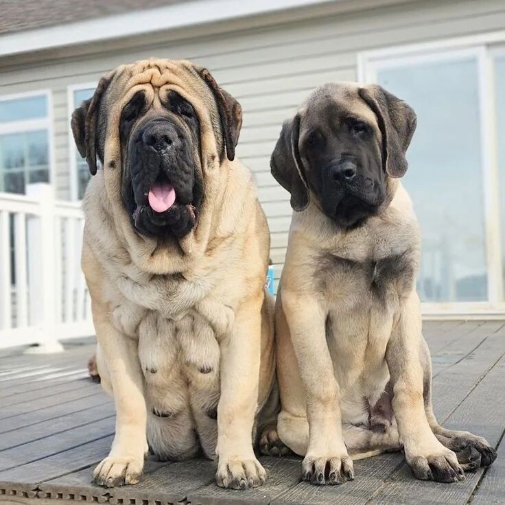 Это Английский Мастиф