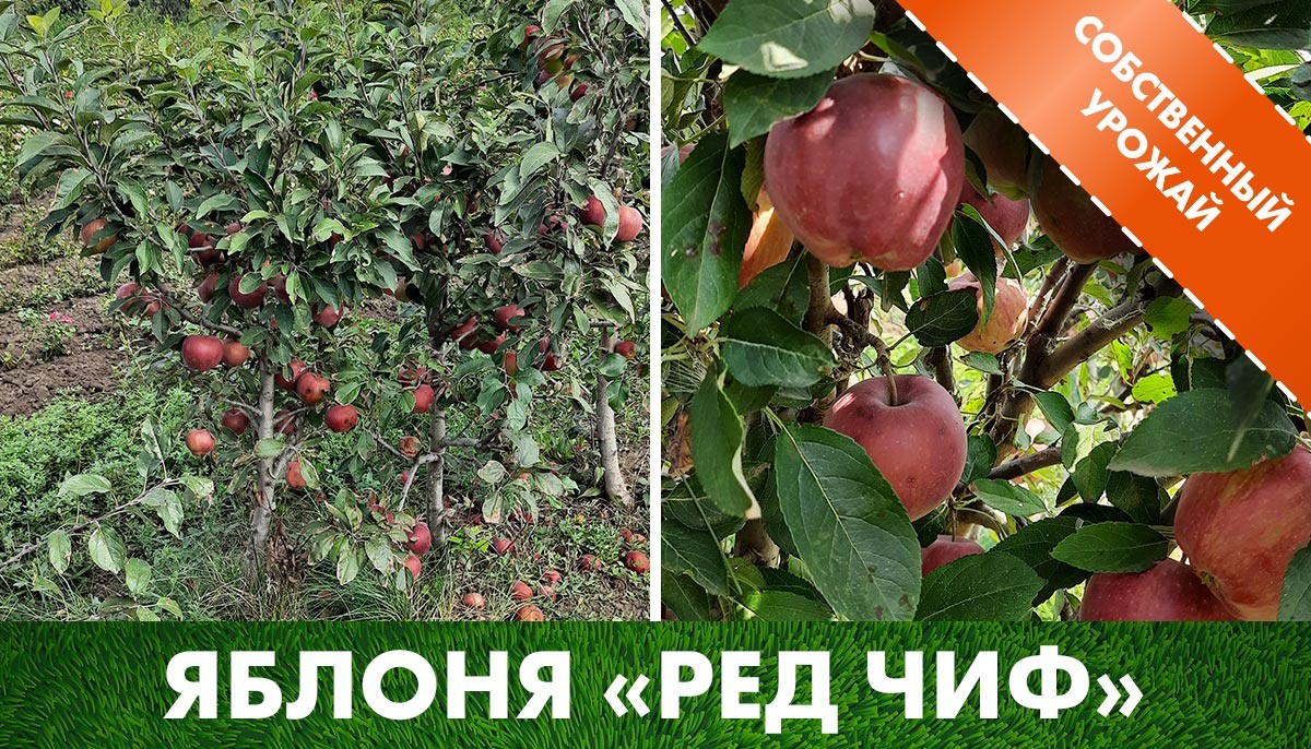 Яблоня «Ред Чиф» на нашем участке, карликовый подвой М9 