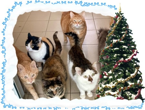 🎄🎉🍾🍊⛄️Мяу-мяу, дорогие наши люди! С Новым 2026 Годом!🎄🎉🍾🍊⛄️