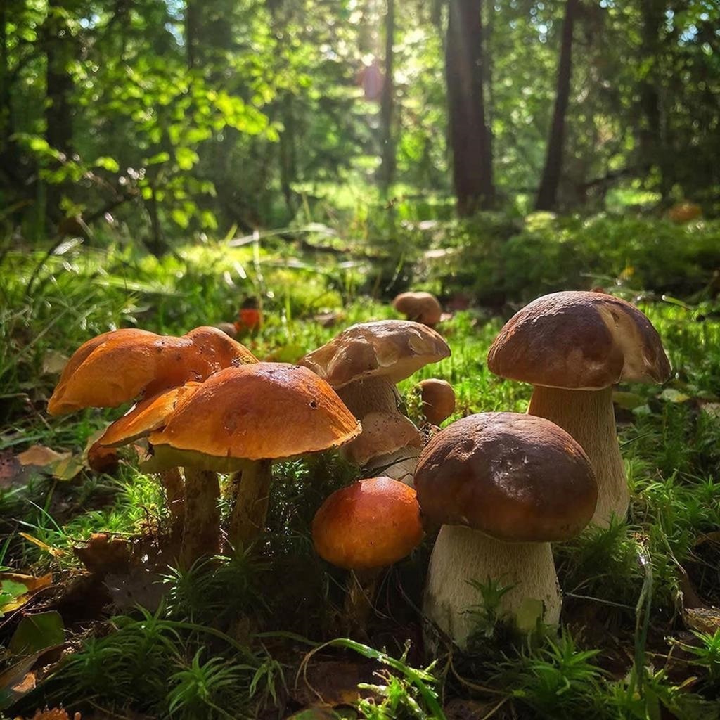 Пошли грибы, и никуда не деться