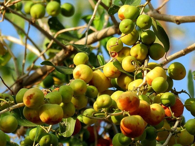 Ветвь зизифуса во время плодоношения. Современное фото.