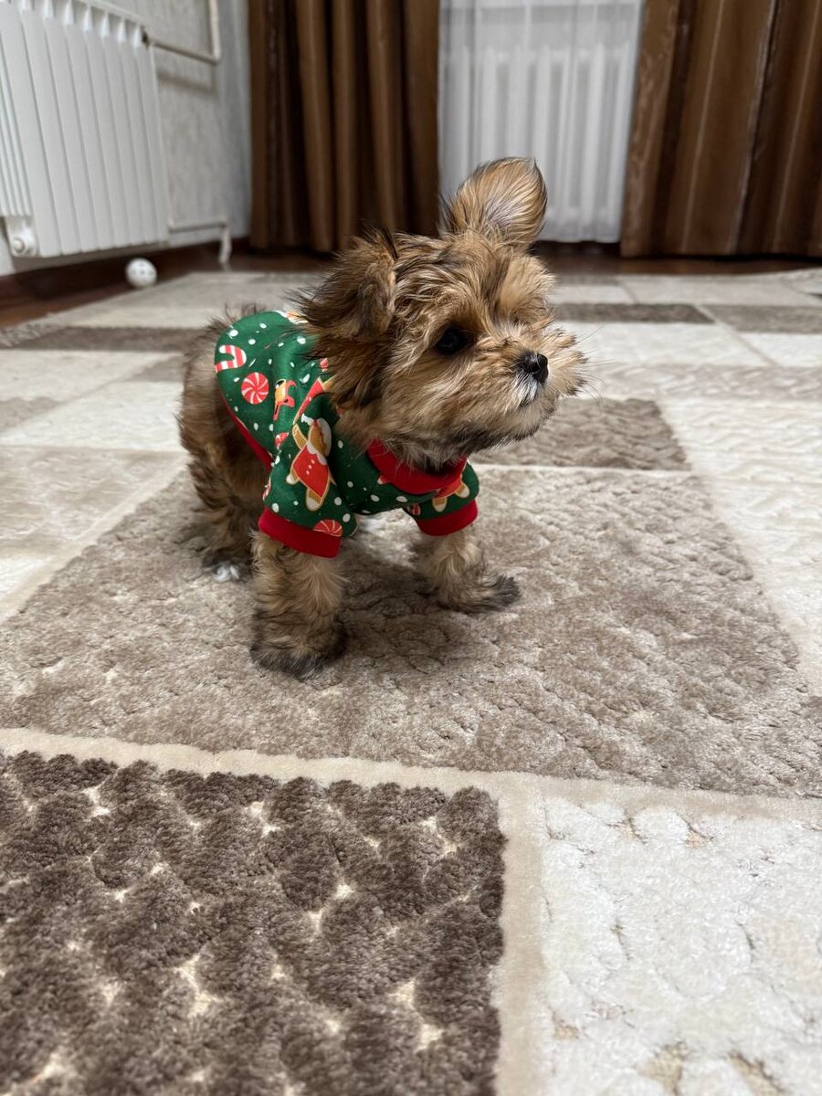 Бусинка — мамина и папина новогодняя елочка😻