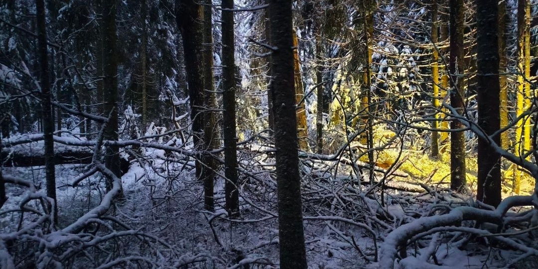 ❗️Отец и сын пропали в лесу, волонтеры просят о помощи