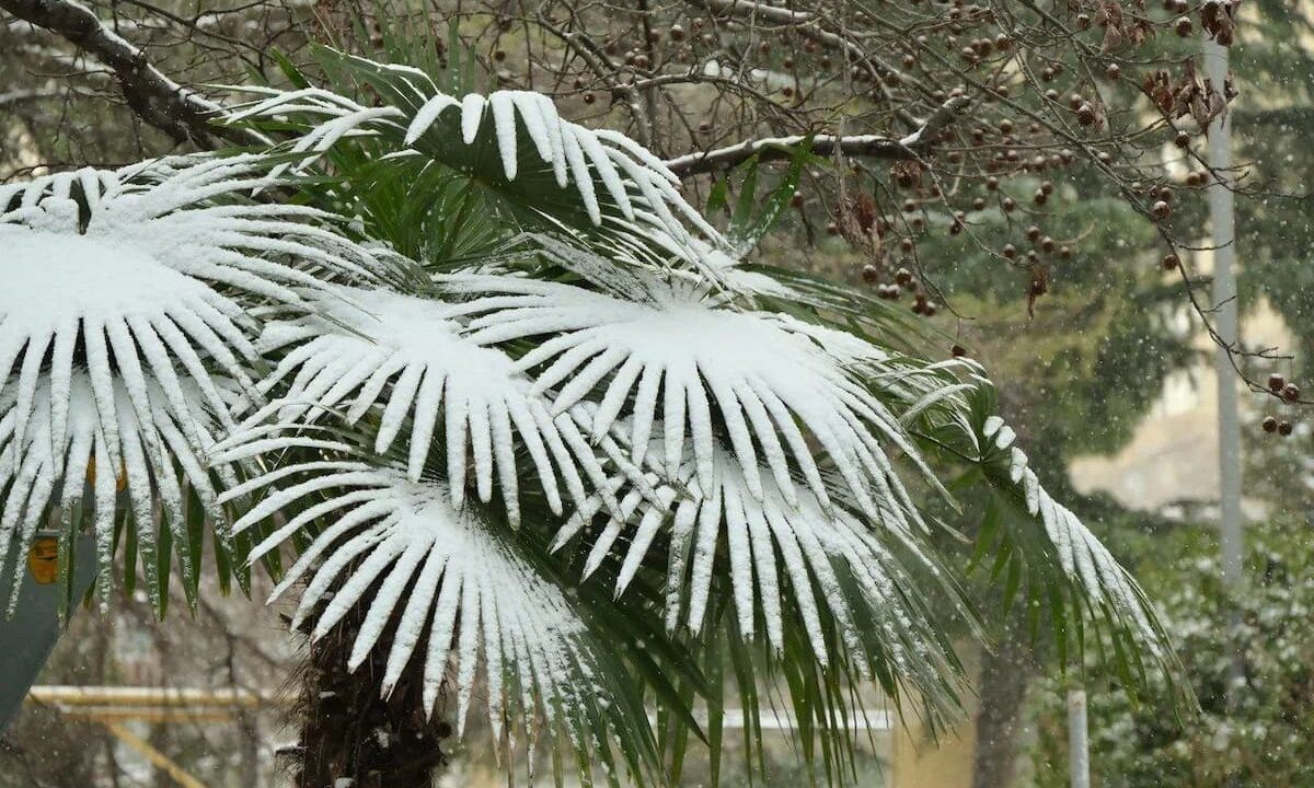    Фото t.me/officialsochi