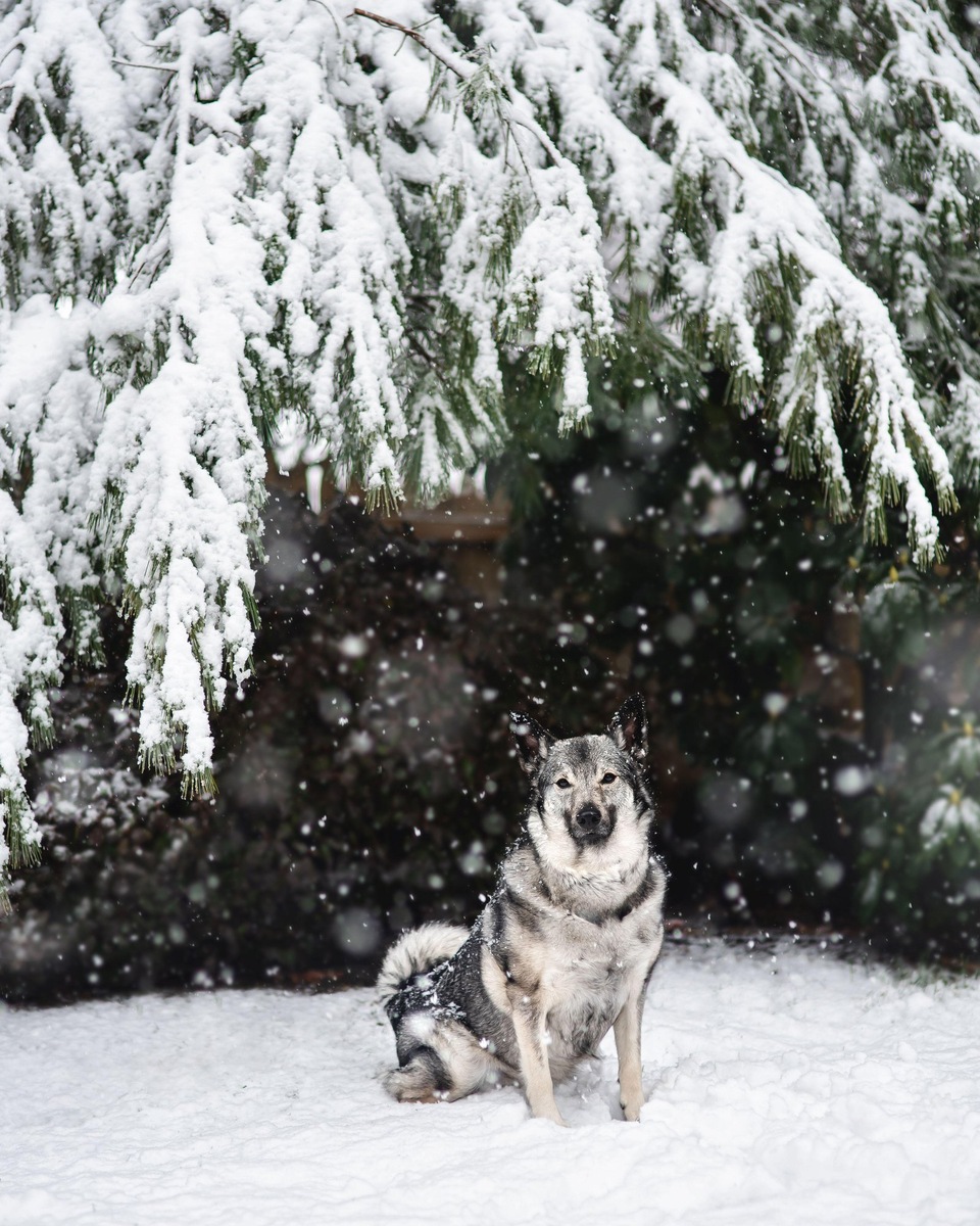    Собаки Норвегии — воплощение выносливости и преданности северной природы