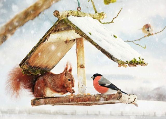 Как можно украсить сад вкусняшками для белок и птичек?  📷
