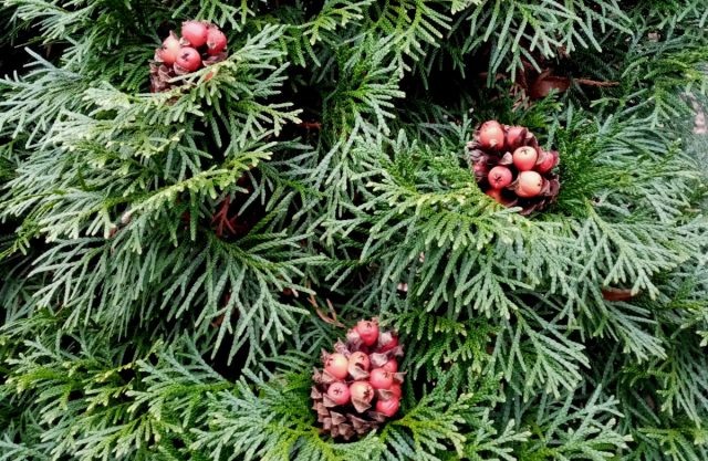 Шишки с открытыми чешуйками прекрасно подходят для наполнения разными продуктами. Удобно пристраивать там маленькие кусочки сала, изюм, сухофрукты, ягоды, кусочки фруктов — получается ярко и вкусно, птички обязательно оценят. © Николина Татьяна  📷
