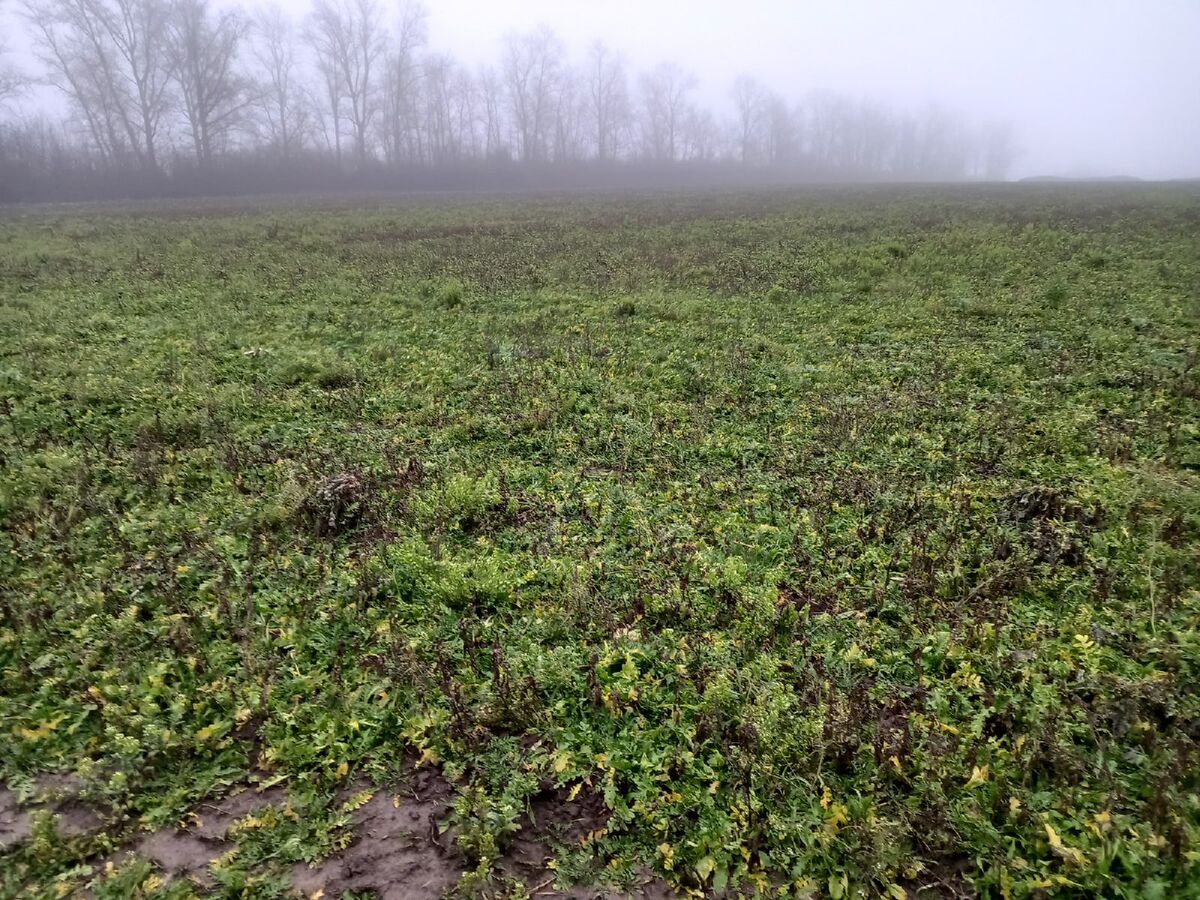 На полях вовсю продолжается рост трав, в данном случае - ярутка