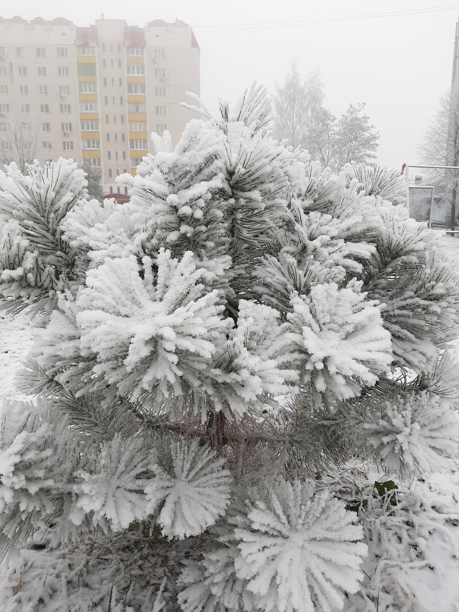 В лесу родилась ёлочка, а в городе росла