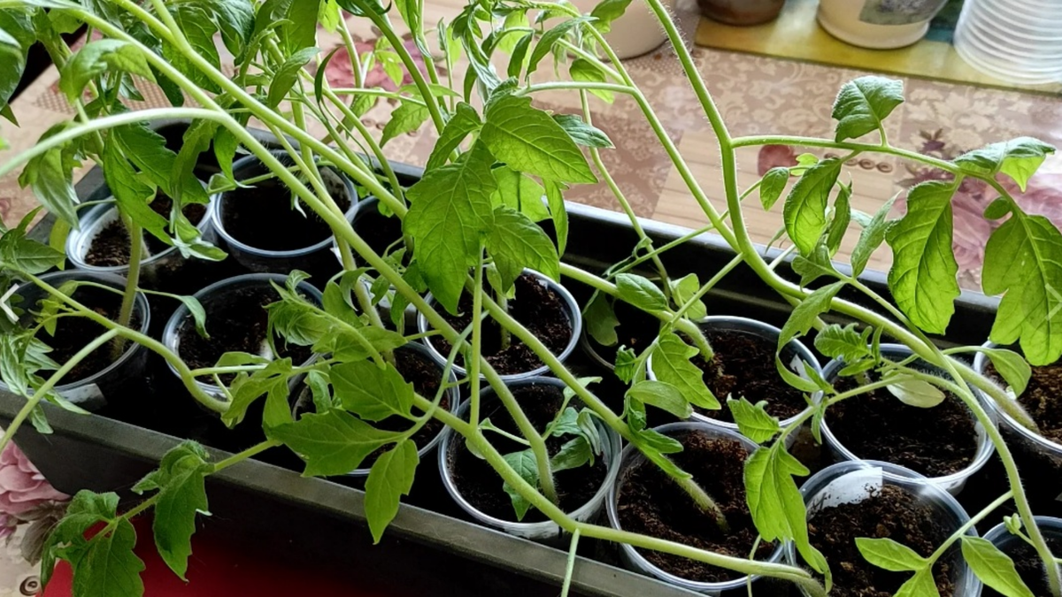 Так выглядела моя переросшая рассада до начала черенкования - настоящая катастрофа