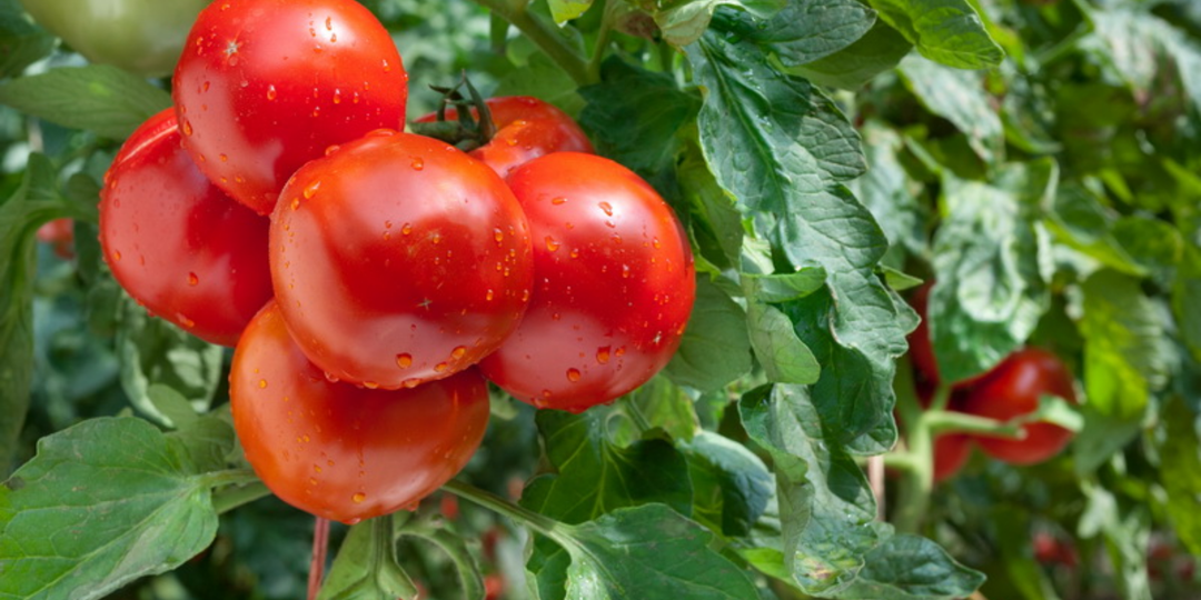 Выращиваю ранние томаты без капризов. 13 сортов выдержат любую погоду