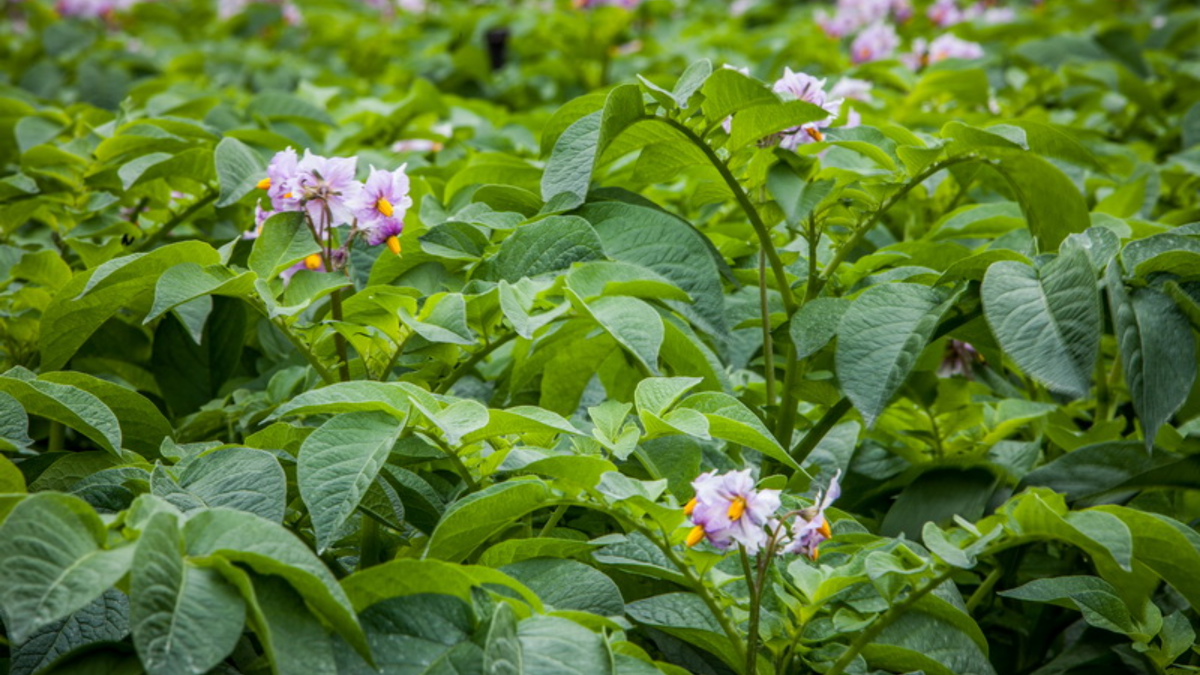 Результат применения домашних средств через 5 дней после обработки