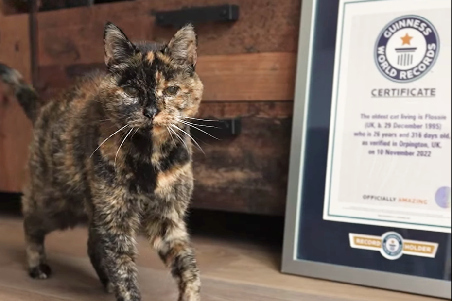    Guinness World Records