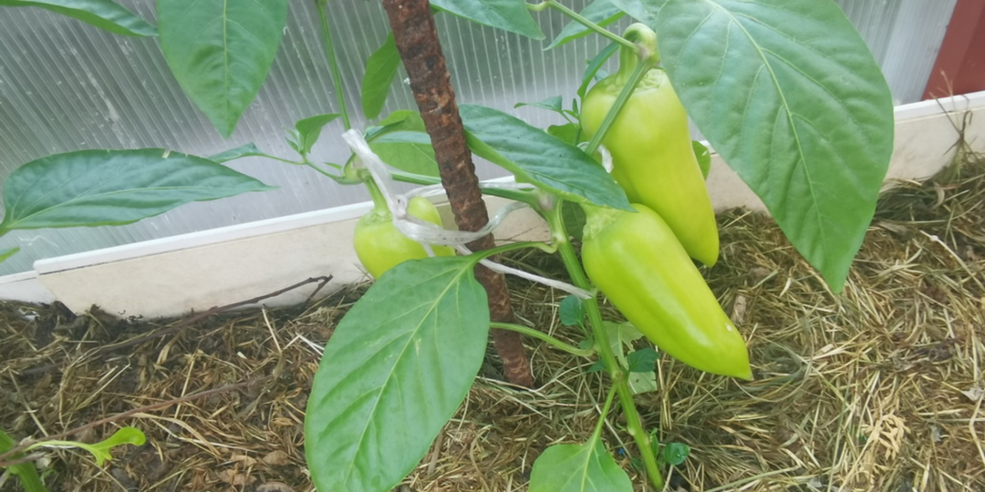 Выращиваю сладкий перец без 5 ошибок новичков. Краснеет за 3 недели