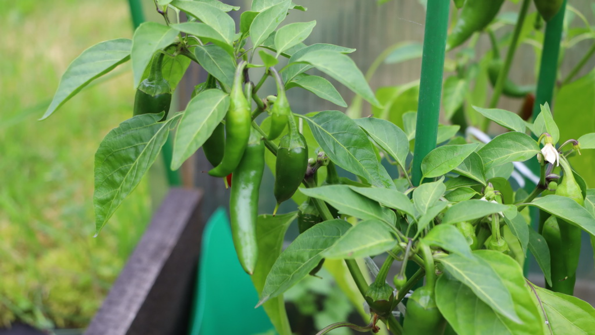 Правильно сформированный куст - основа быстрого созревания