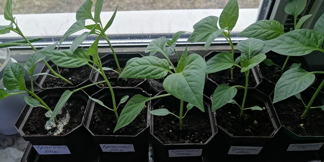 Получаю качественную рассаду перцев за 65-75 дней. Переросшие саженцы не портят урожай