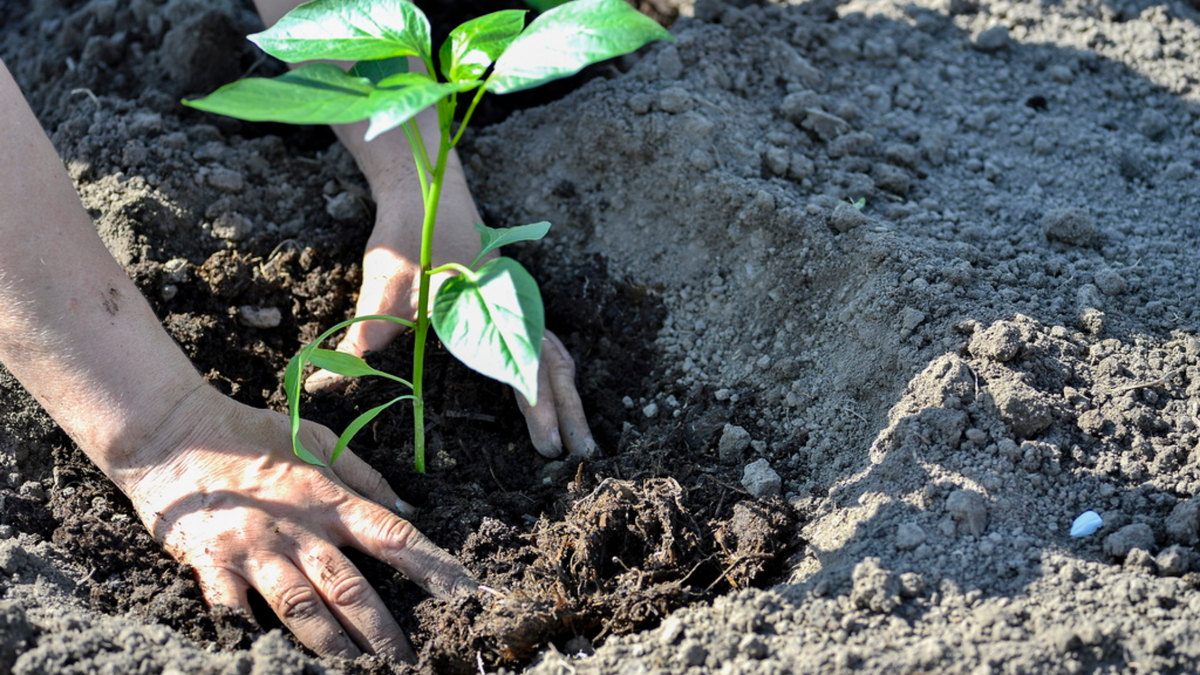 Высадка рассады в грунт