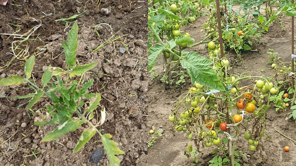 Так выглядел разрекламированный сорт в реальности