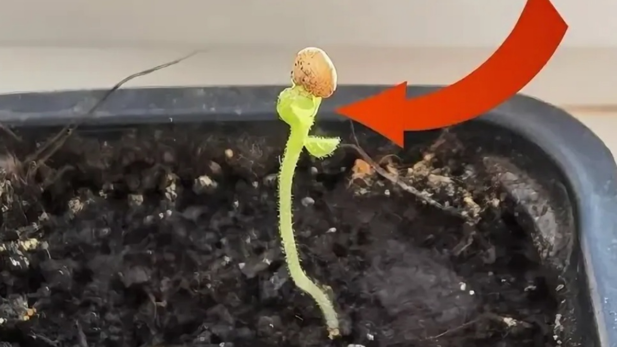 Так выглядит главная проблема огородников - семенная оболочка намертво прилипла к листочкам