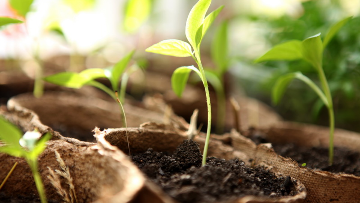 Результат применения трех препаратов - черная ножка больше не страшна