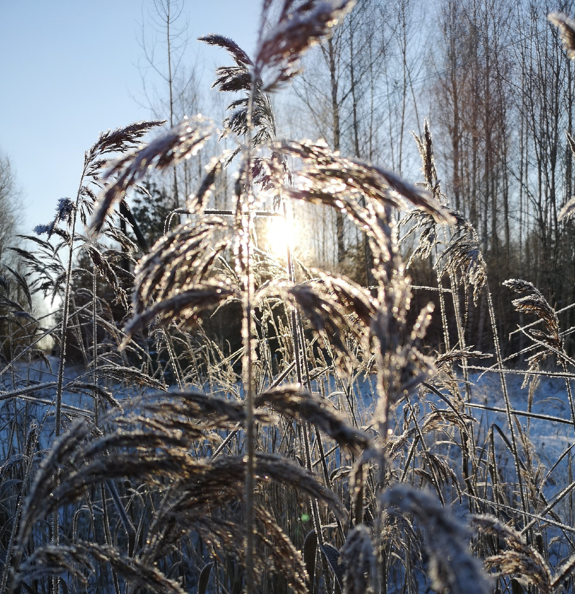 Зимнее утро