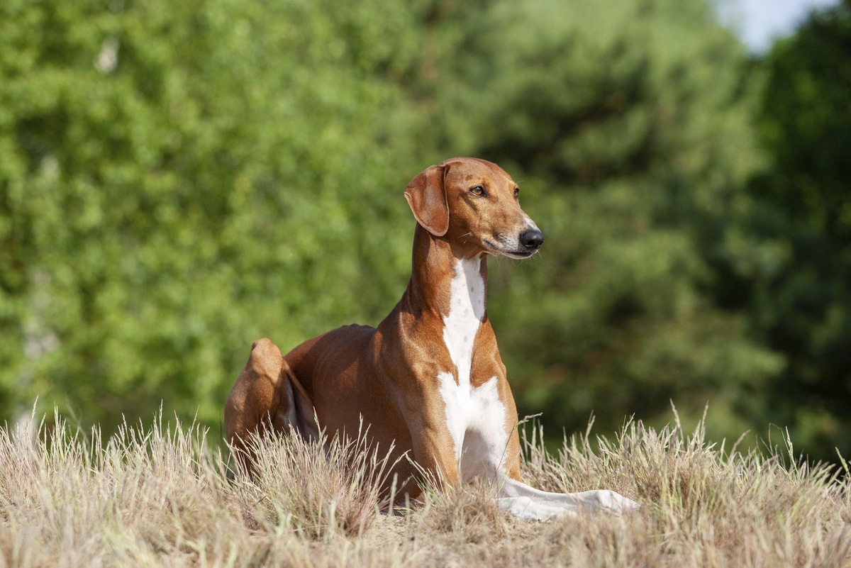    Африканские породы собак — древние компаньоны человека с уникальной историей